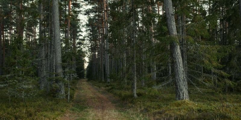 Confederation Trail — Kensington